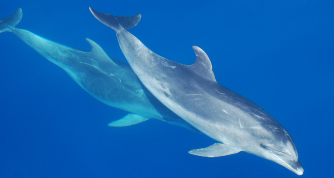 Schwimmen mit Delfinen